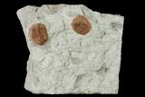 Two Ordovician Trilobite (Ampyxina) Fossils - Missouri #137259-1